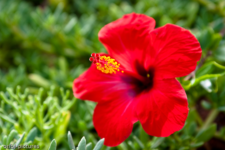 *Hibiskus* <br><br> Sie ist hauptsächlich in den wärmeren Gebieten der Welt verbreitet. <br><br>