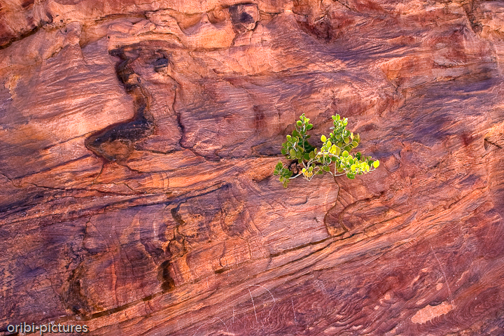 *Pflanze im Coloured Canyon* <br><br> Am besten steigt man etwa 2 Stunden vor dem Sonnenuntergang in die Schlucht - dann kommen die Farbvielfalten richtig zur Geltung. <br><br>