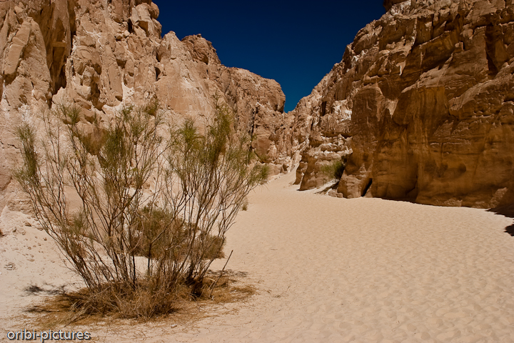 *White Canyon* <br><br> Der Weiße Canyon windet sich durch Kalk- und Sandstein. Daher kommt auch die leuchtend weiße Farbe. Zeitweise ist der Stein so hell, dass man wie im Schnee besser Sonnenbrillen trägt, um die Augen nicht zu gefährden. <br><br>