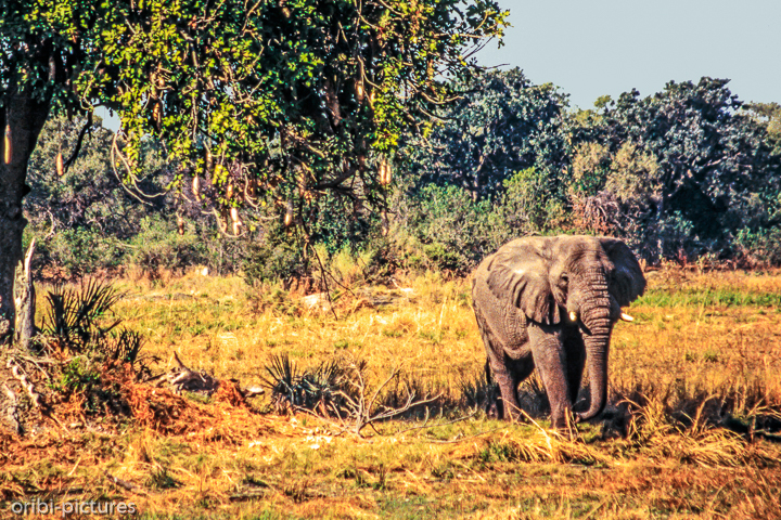 *Elefant unterm Leberwurstbaum*<br><br><br><br>