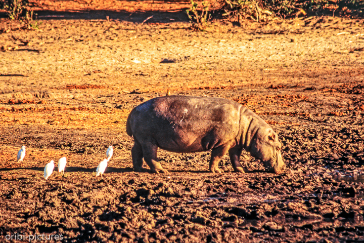 *Hippo in Begleitung*<br><br><br><br>