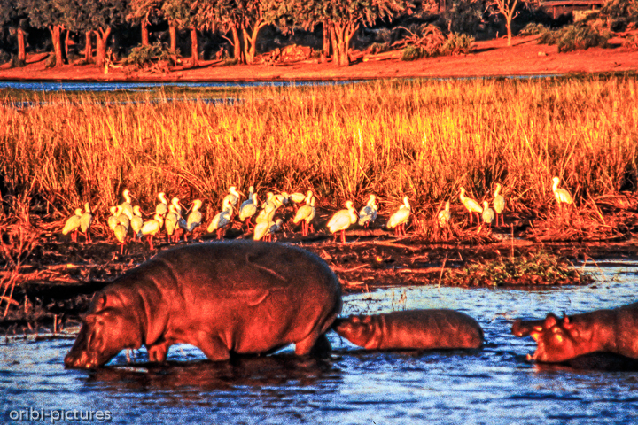 *Abendstimmung im Delta*<br><br><br><br>