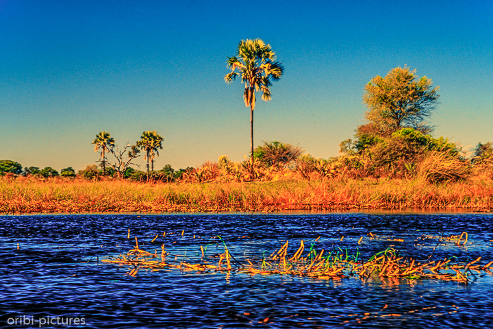 *Palmenhain*<br><br><br><br>
