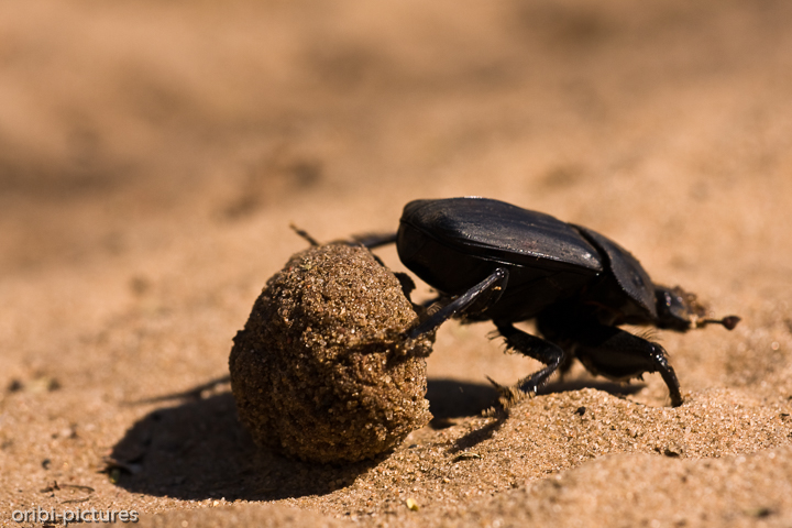 *Dung Beetle*<br><br>Dung Beetle und Papas Kacke<br><br>