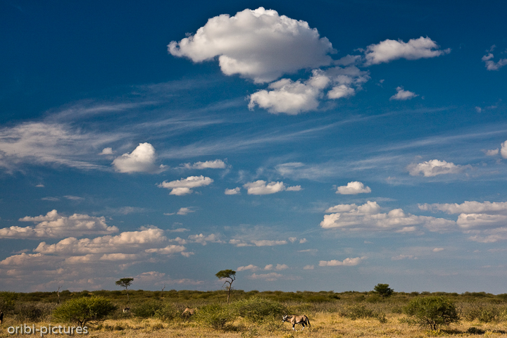 *Sunday Pan (CKGR)*<br><br>Spießböcke in der Sunday Pan, Central Kalahari Game Reserve<br><br>