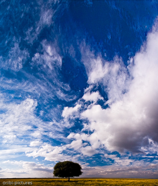 *Tau Pan*<br><br>Am Rand der Tau Pan, Central Kalahari Game Reserve<br><br>