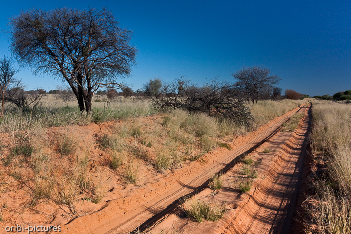 *Tiefsandpiste*<br><br>Mit halsbrecherischer Fahrweise machten wir uns auf den Weg zum Eingang ins Mabuasehube Game Reserve. Die Zeit des Toreschlusses saß uns im Nacken.<br><br>