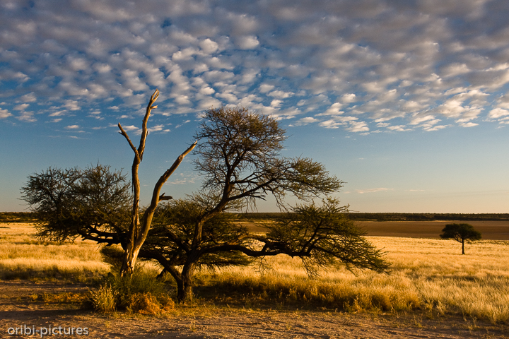 *Campsite Mabuasehube Pan*<br><br>Auf dem Mabuasehube Zeltplatz bei Sonnenaufgang<br><br>