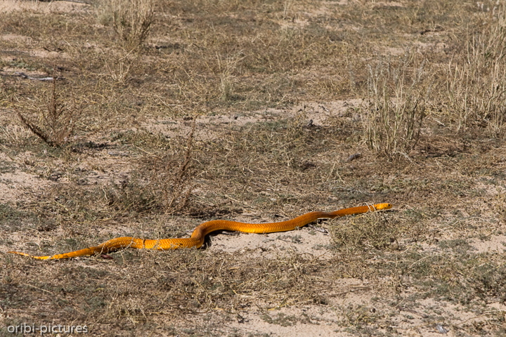 *Cape Cobra*<br><br>Die goldgelbe Kapkobra zählt zu den wirklich gefährlichen Schlangen des südlichen Afrikas, auch wenn diese nicht in die Augen spuckt, wie oft behauptet wird.<br><br>