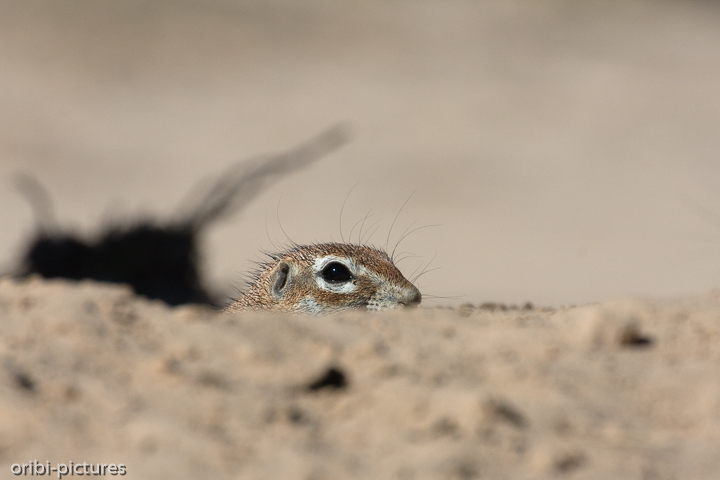 *Kuckuck*<br><br>Nein - eigentlich ein Erdhörnchen.<br><br>