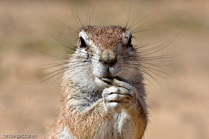 *Südliches Erdhörnchen*<br><br>Southern Ground Squirrel<br><br>
