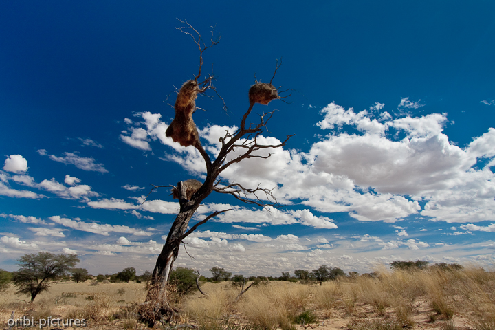 *Webervögelnester*<br><br>An vielen alten Bäumen und Strommasten im Großraum der Kalahari finden Webervögel einen hervorragenden Platz zum Nestbau.<br><br>