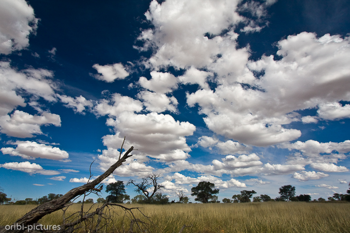 *Cumuluswolken*<br><br>Ein typisch afrikanischer Wolkenhimmel<br><br>