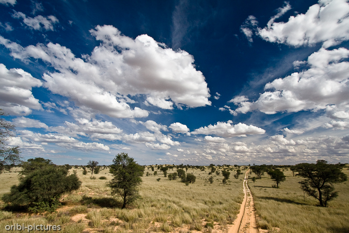 *Durch die Kalahari*<br><br>Auf langen, einsamen Sandpisten durchkreuzt man die Kalahari.<br><br>