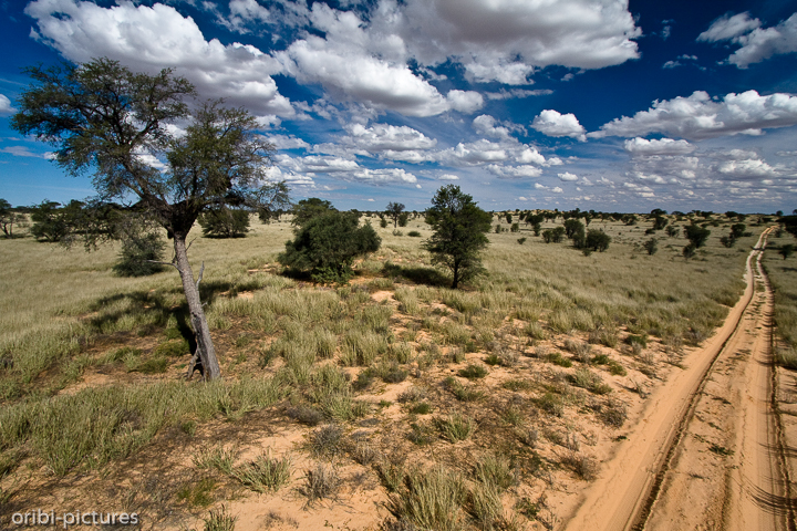 *Auf dem Weg nach Nossob*<br><br>Die meist befahrene Piste zwischen dem südafrikanischen Teil des Kgalagadi Transfrontier Parks und dem Teil, der auf Botswanaseite liegt.<br><br>