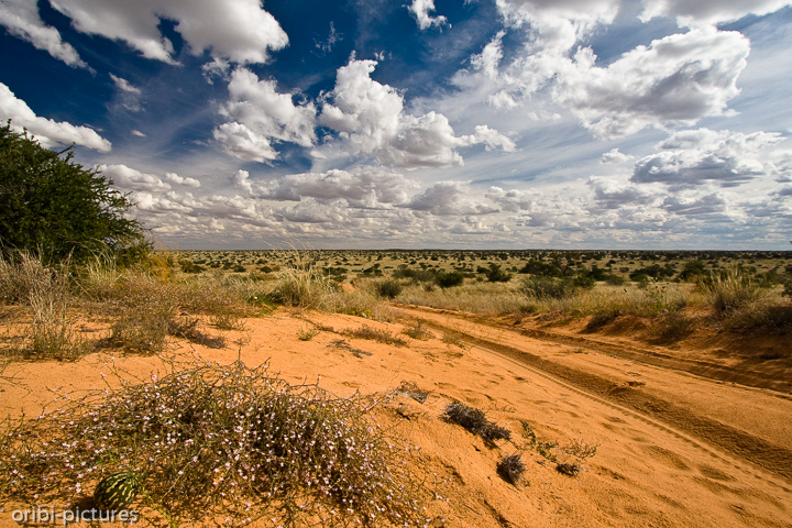 *Vegetation am Wegesrand*<br><br>Steigt man in der Weite und Einsamkeit der Kalahari mal aus, wird man nichts weiter als den eigenen Atem hören. Stille pur.<br><br>