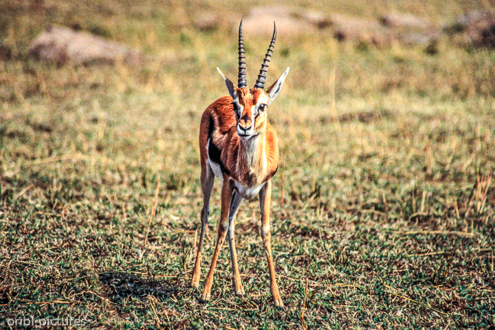 *Thomson Antilope*<br><br><br><br>