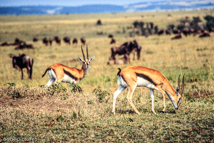*Gnus und Thomson Antilopen*<br><br><br><br>