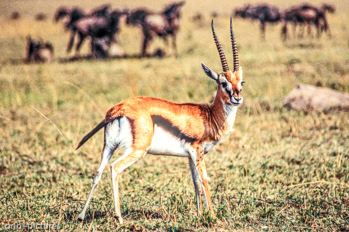 *Thomson Antilope*<br><br><br><br>
