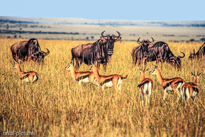 *Gnus und Thomson Antilopen*<br><br><br><br>