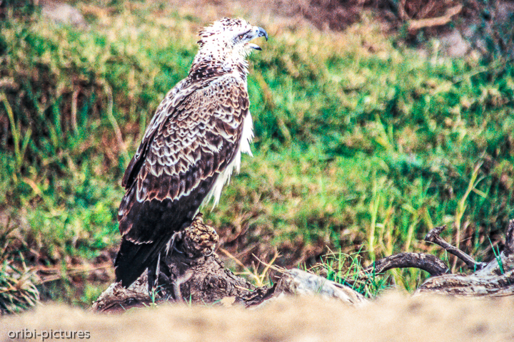 *Adler*<br><br><br><br>