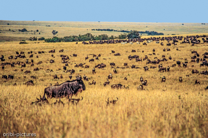 *Gnus soweit das Auge reicht*<br><br><br><br>