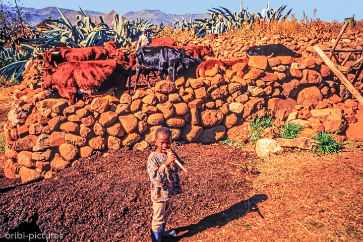 *Kleiner Cowboy*<br><br><br><br>