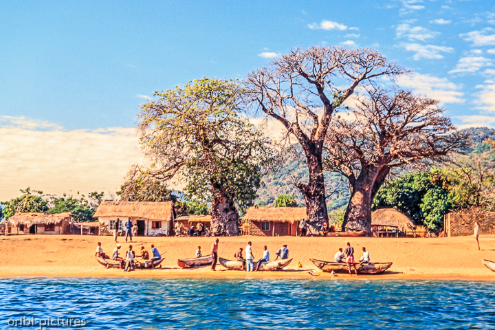 *Baobabs am Ufer*<br><br><br><br>