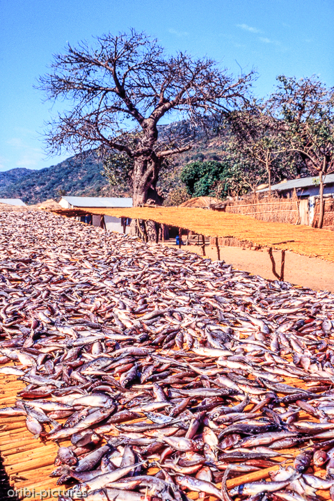 *Trockenfisch*<br><br><br><br>