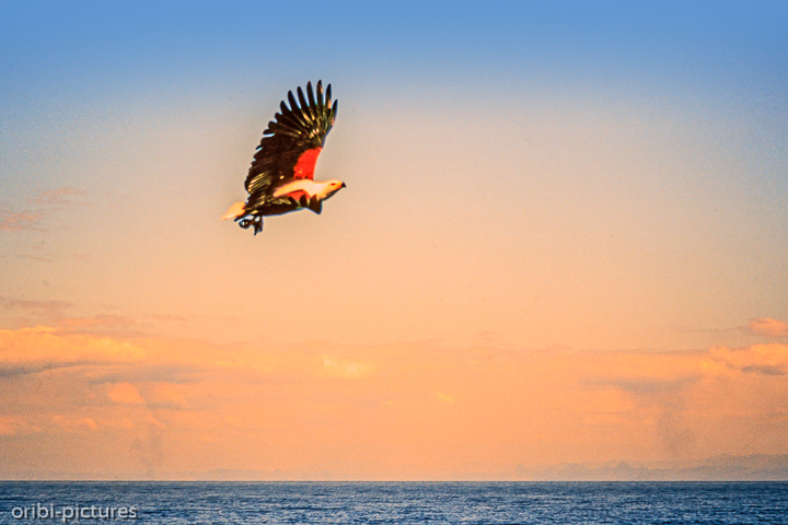 *Schreiseeadler*<br><br><br><br>