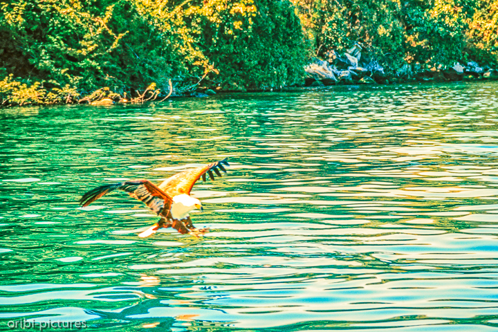 *Schreiseeadler*<br><br><br><br>