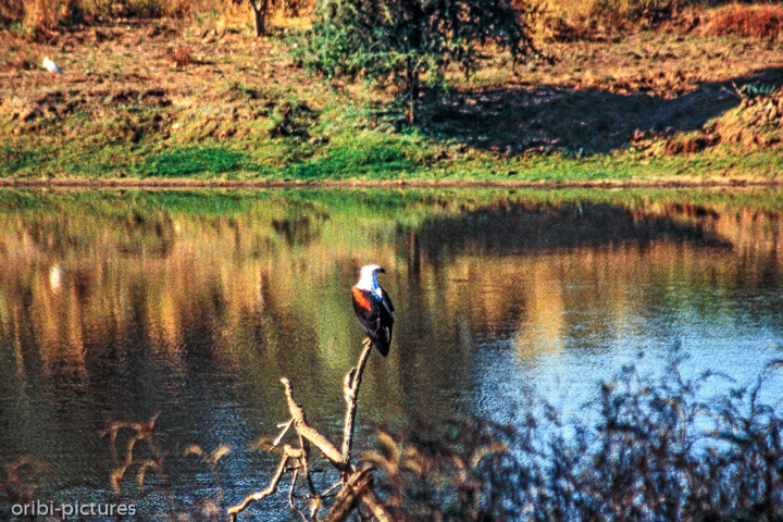 *Schreiseeadler*<br><br><br><br>