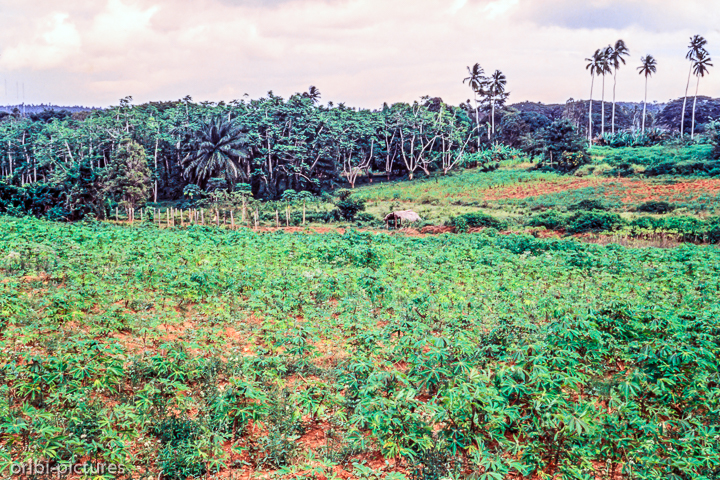 *Plantage*<br><br><br><br>
