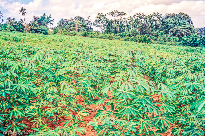 *Plantage*<br><br><br><br>