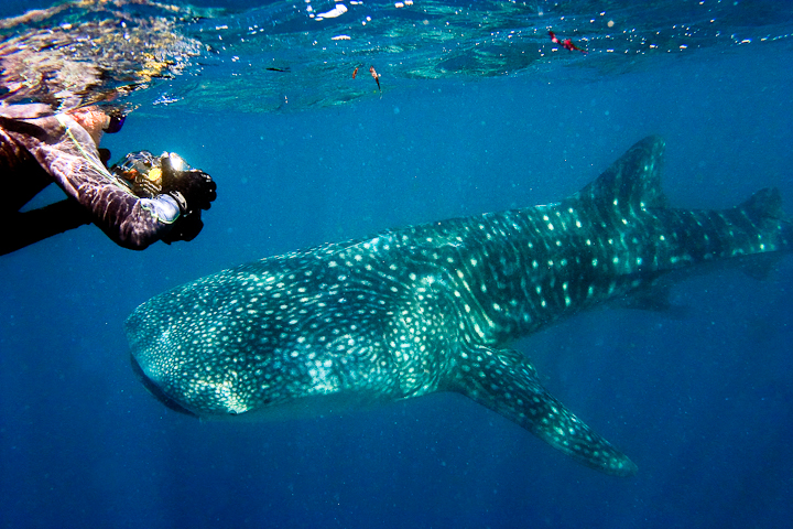 *Schnorcheln mit Walhaien* <br><br> Auf einer spontanen Bootsafari auf den Indischen Ozean beobachtete Enrico 7 verschiedene gigantischen Riesen. <br><br>