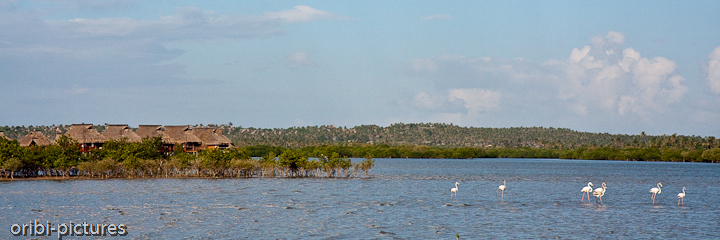 *Flamingo Bay* <br><br> Im knöchelhohen Salzwasser stolzieren rosafarbene Flamingos, die dieser Bucht ihren Namen geben. <br><br>