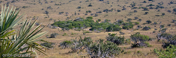*Pomene Naturpark* <br><br> Auf typisch afrikanische Savanne trifft man, nachdem man vom Meer kommend die sehr hohen Sanddünen überquert hat. <br><br>