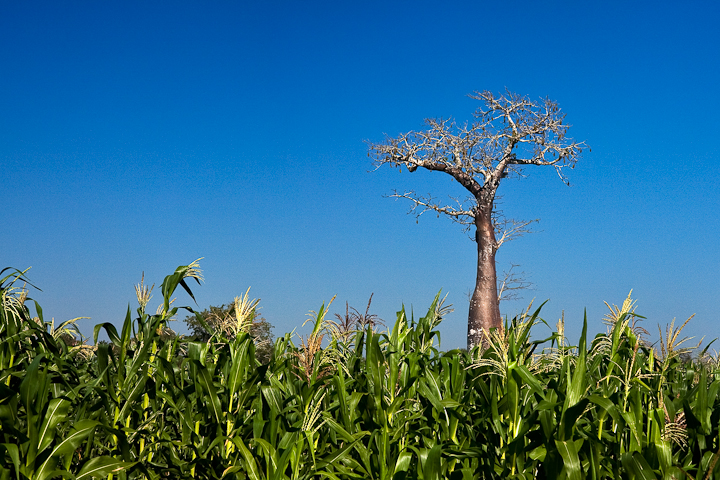 *Baobab und Mais* <br><br> Ein junger Baobab mitten im Maisfeld. <br><br>