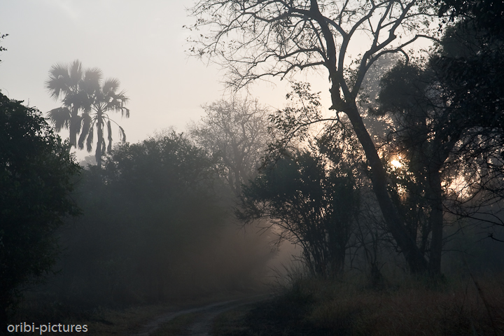 *Morgennebel* <br><br> In den frühen Morgenstunden ist der Gorongosa NP noch im Nebel  verhüllt. <br><br>