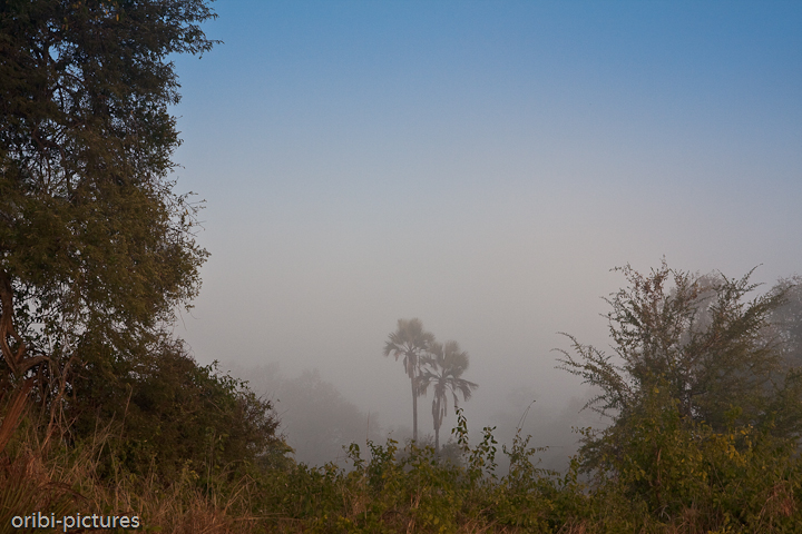 *Dunst* <br><br> Nur schämenhaft erahnt man  die nahe Natur. Zu dicht ist der Morgennebel. <br><br>