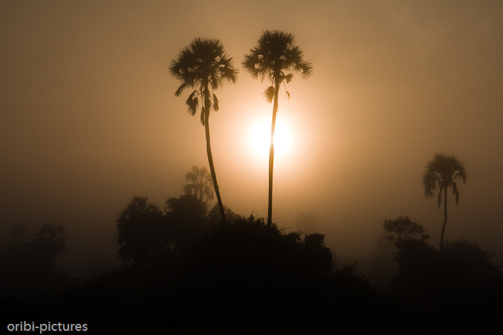 *Mystisch* <br><br> Sonnenaufgang hinter hoch aufragenden Palmen. <br><br>