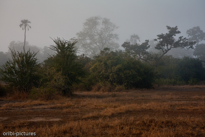 *Nebel über Gorongosa* <br><br> Wenn der Nebel den Blick endlich mal auf die umliegenden Wiesen freigibt, sieht man dennoch relativ wenig Tiere. Zu sehr wurde während des mosambikanischen Bürgerkrieges gewildert. <br><br>