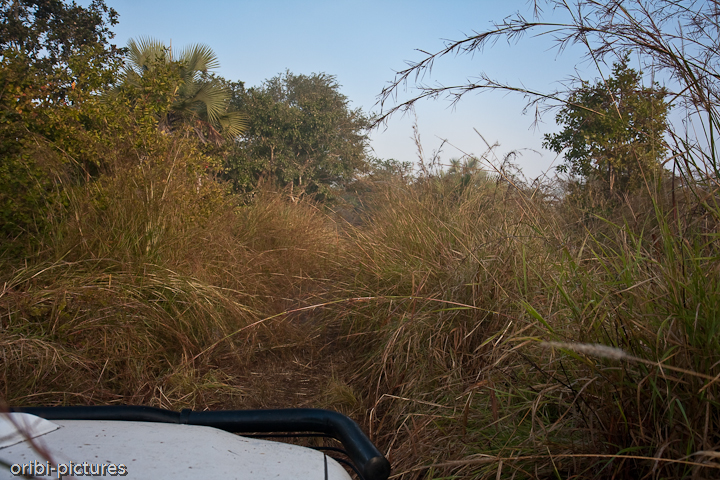 *Expeditionsfahrt statt Safari* <br><br> Aus der ursprünglich geplanten Safari wurde mehr und mehr eine Afrika-Erstexpedition. Richtige Wege haben wir schon seit Stunden nicht mehr ausmachen können. Durch 3 m hohes Gras und 1 m tiefe Elefantenlöcher kämpfen wir uns langsam vorwärts. Doch als wir Bäume von der Piste ziehen müssten, um weiter voran zu kommen oder durch evtl. noch immer minenverseuchtes Gebiet zu fahren, kehren wir lieber um. <br><br>
