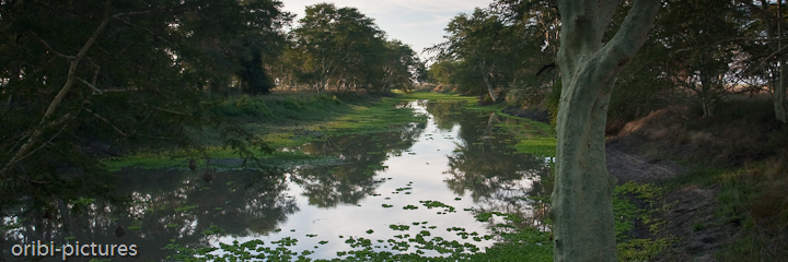 *Rio Mussicadzi* <br><br> Im Norden wird der Gorongosa NP durch den Rio Mussicadzi begrenzt. <br><br>