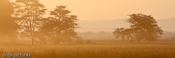 *Fieberakazien im Gegenlicht* <br><br> Stimmungsvolles, goldenes Licht <br><br>