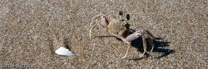 *Strandkrabbe* <br><br> Wer beobachtet hier eigentlich wen? Ich hätte wohl lieber mehr auf mich selbst achten sollen, denn kurz darauf ging meine Kamera für einen Augenblick baden. <br><br>