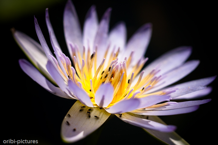 *Seerose* <br><br> mit unschönen Gästen <br><br>