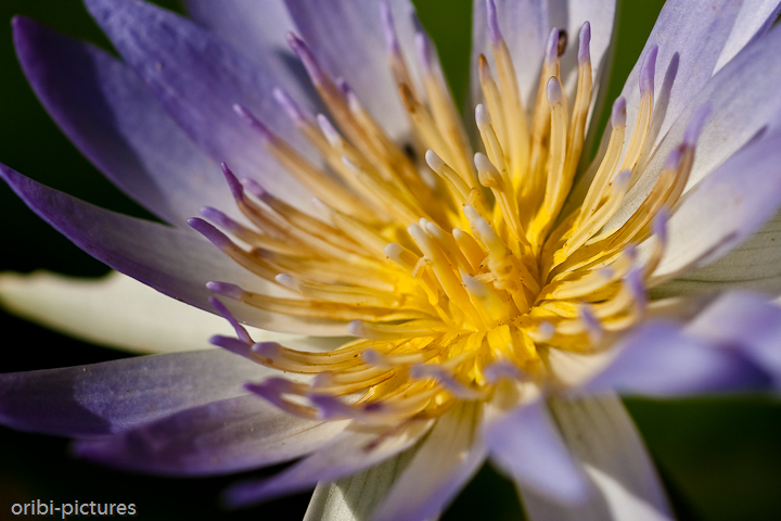 *Seerosenblüte* <br><br> Gesehen am Teich im Garten des südlichen Morrongulo Camps. <br><br>