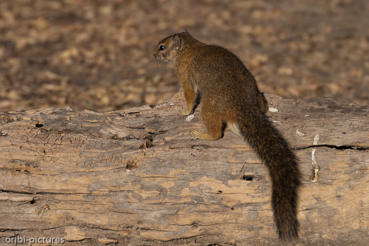 *Hörnchen*<br><br>Es könnte ein Rotschwanz-Hörnchen sein (lat. Paraxerus palliatus)<br><br>