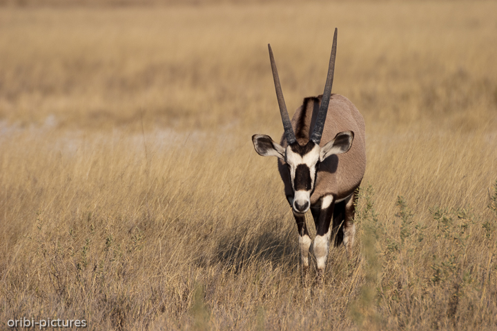 *Oryx*<br><br>griechisch Ὄρυχ - spitzes Werkzeug<br><br>